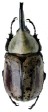 Dynastes granti.jpg